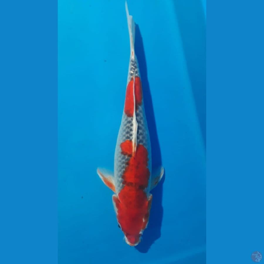 goshiki 40cm