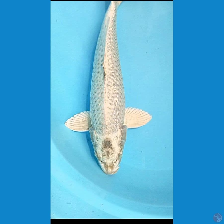 MUKASHI GINRIN MALE 42 CM