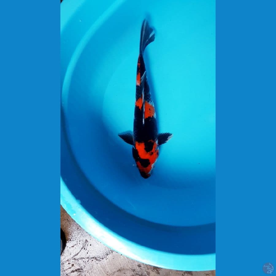 showa Male 34cm