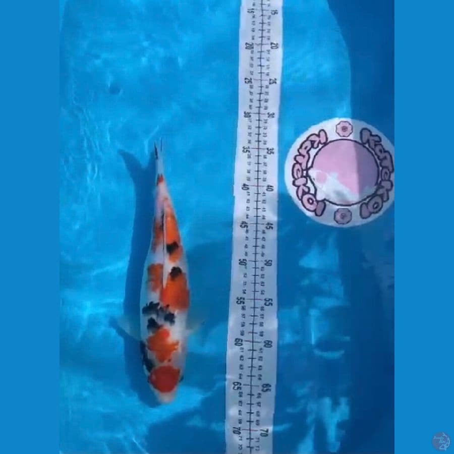 35 cm maruthen sanke 