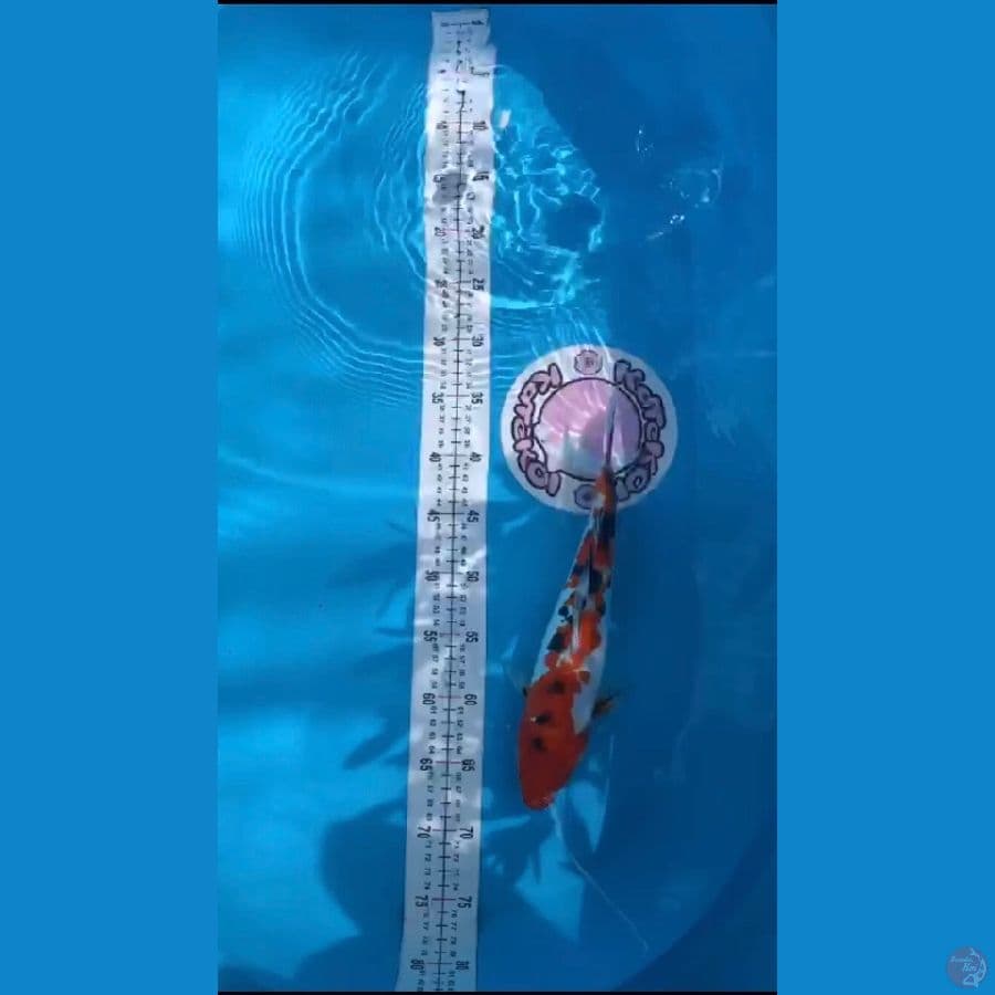 35cm doitsu sanke
