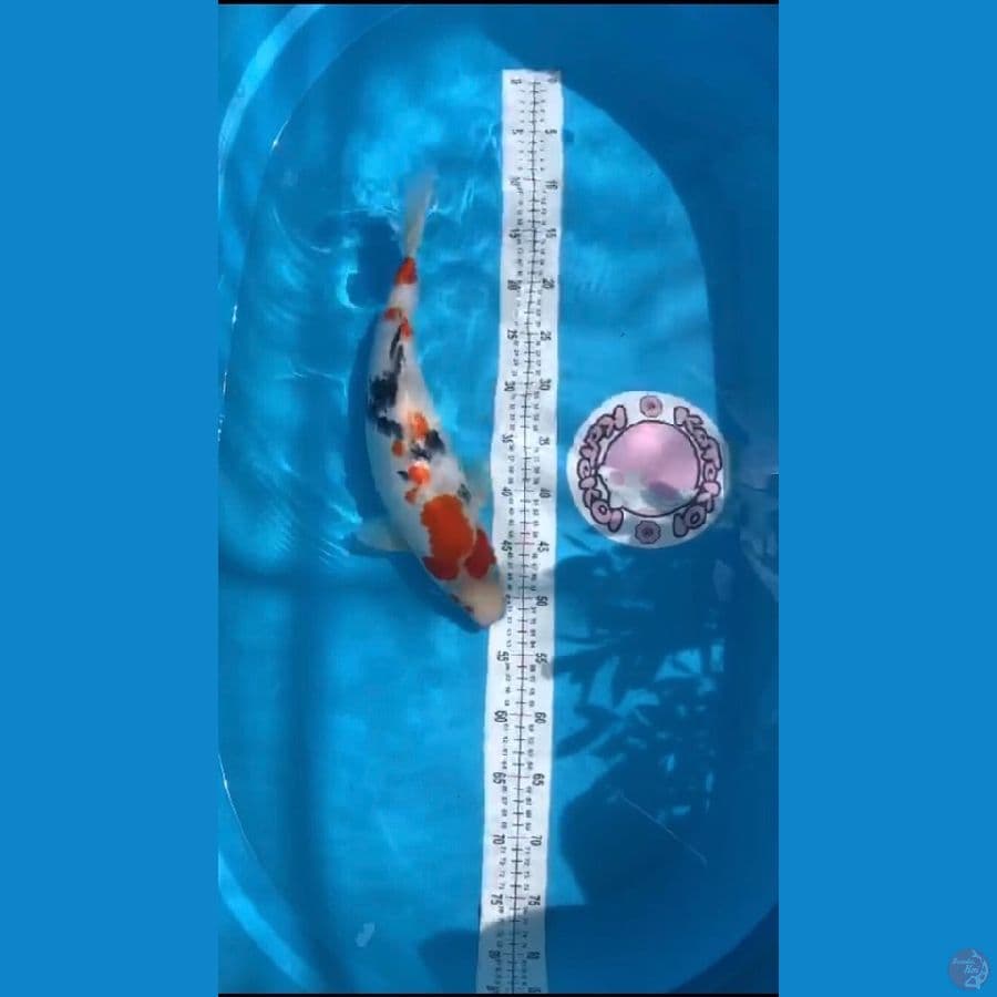 42 cm sanke bulky