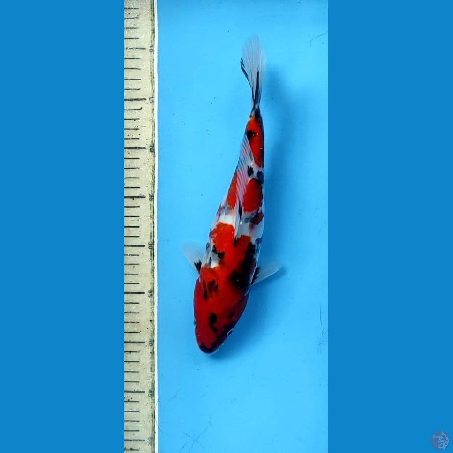 showa 31cm fm
