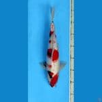 maruten showa 32cm male