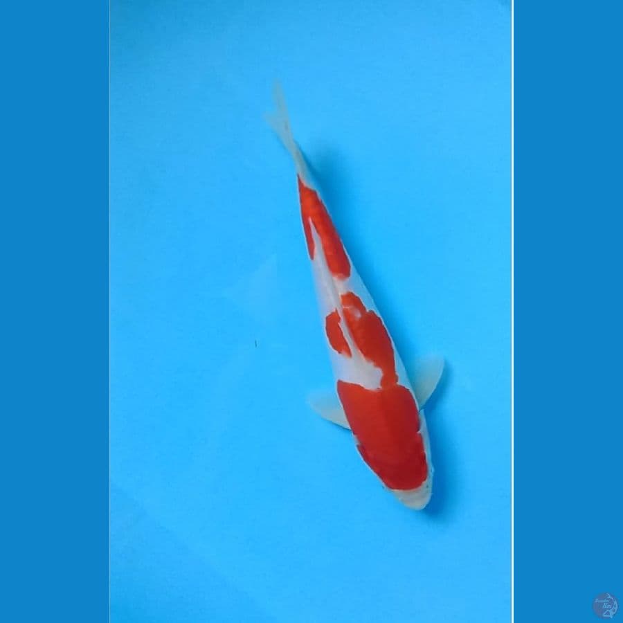 Kohaku Doitsu