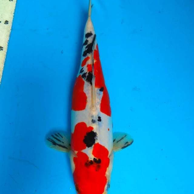 Sanke doit 31cm