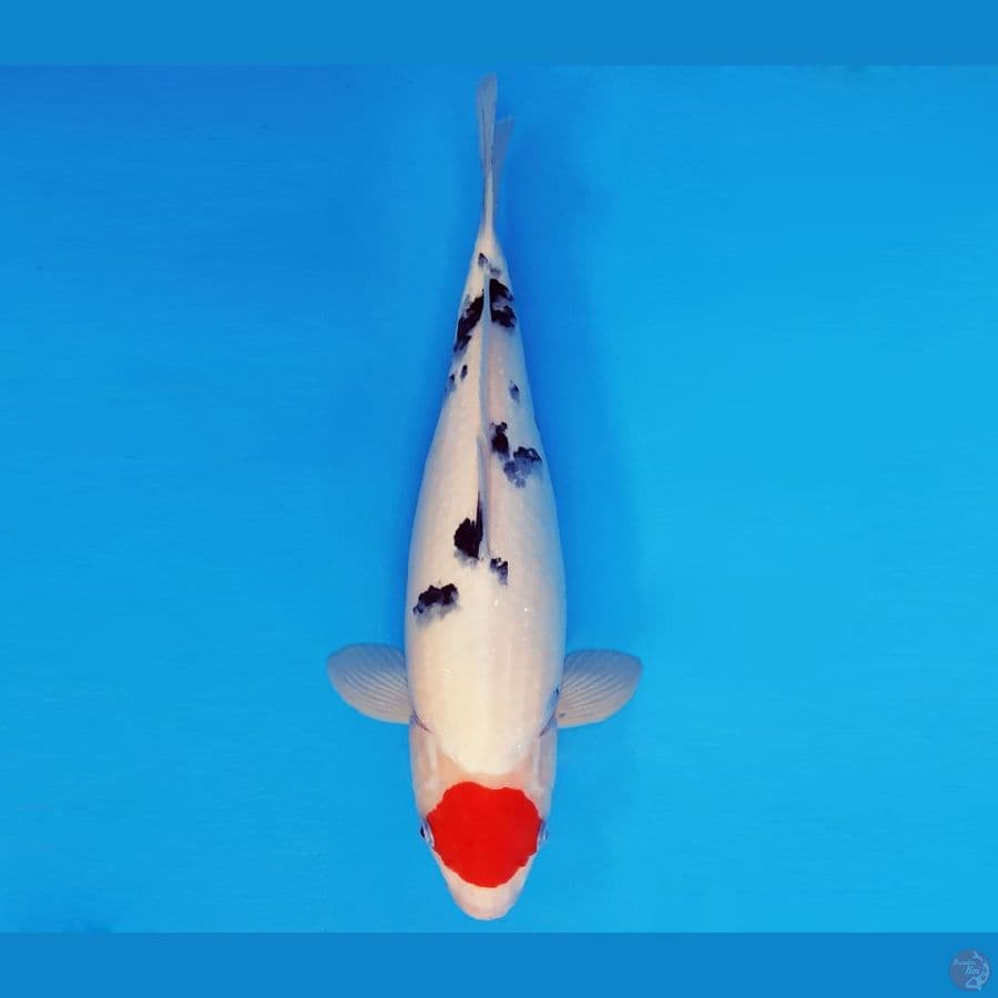 SONATA 22 ~ TANCHO SANKE JUMBO 38 cm/fm ™