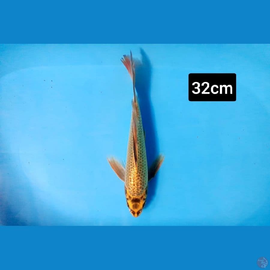 mukasi slayer 32 cm
