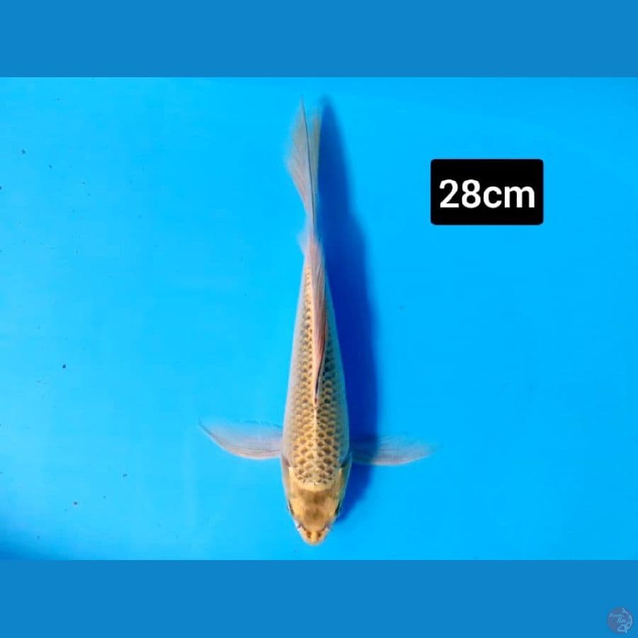 mukasi slayer 28 cm