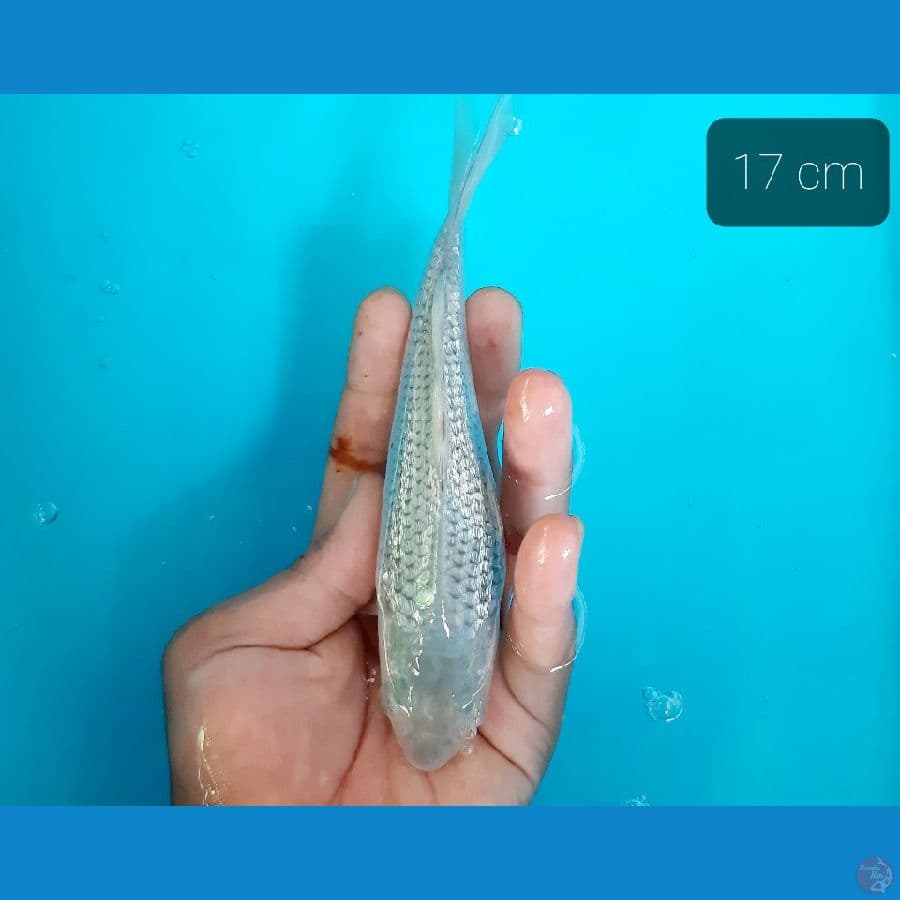sogin 17 cm