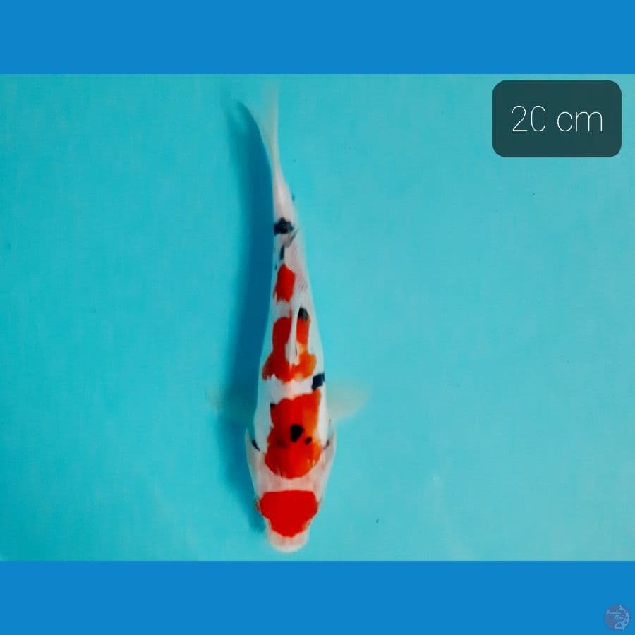 maruten sanke doit 20 cm