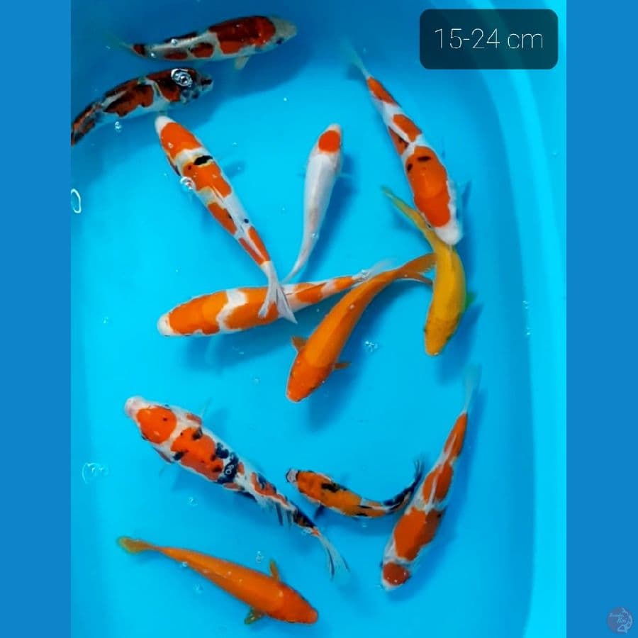 15-24 cm