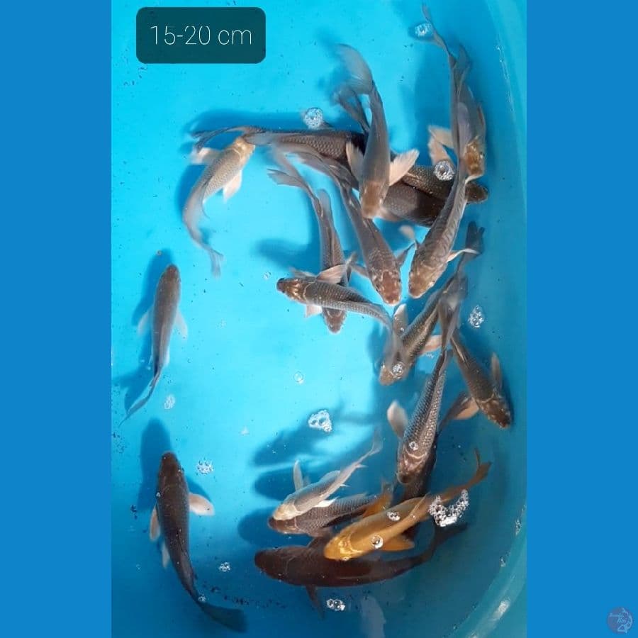 penari kolam 20 ekor