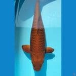 Tembaga 40 cm Female