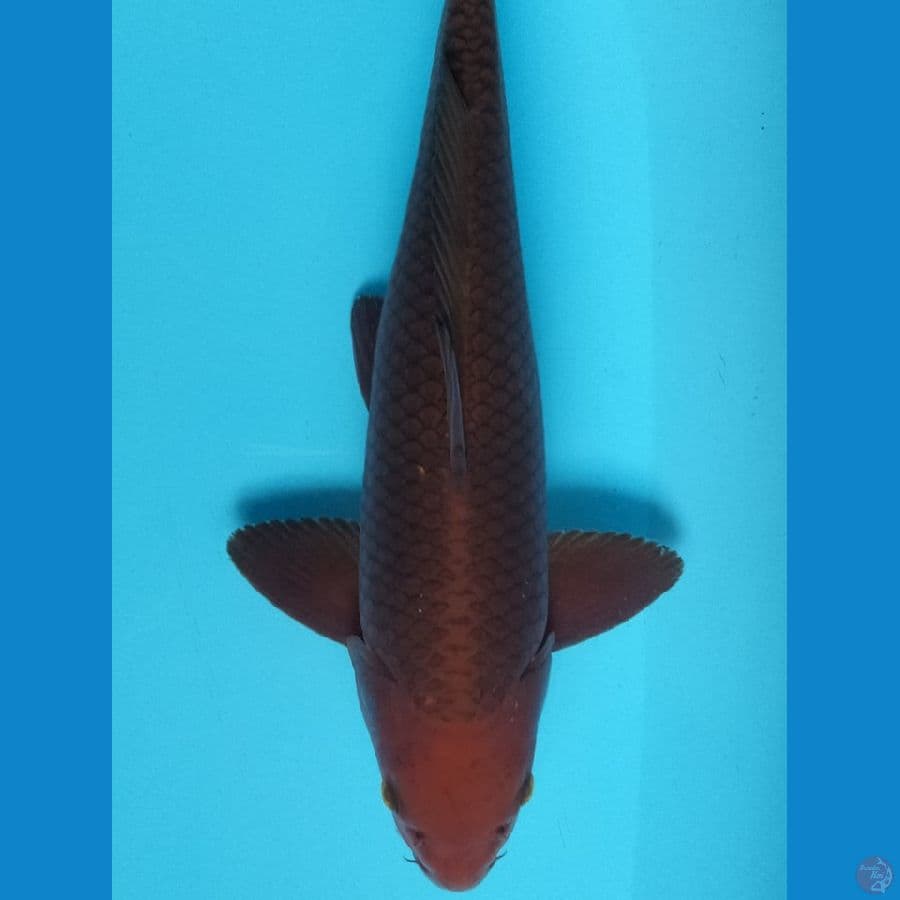 Tembaga Male 39 cm