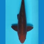 Tembaga Male 39 cm