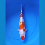 kohaku