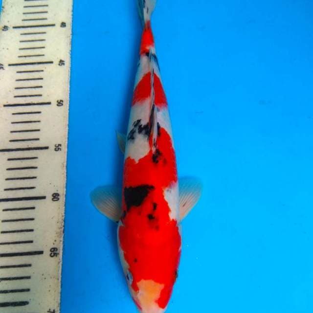 Sanke 34cm