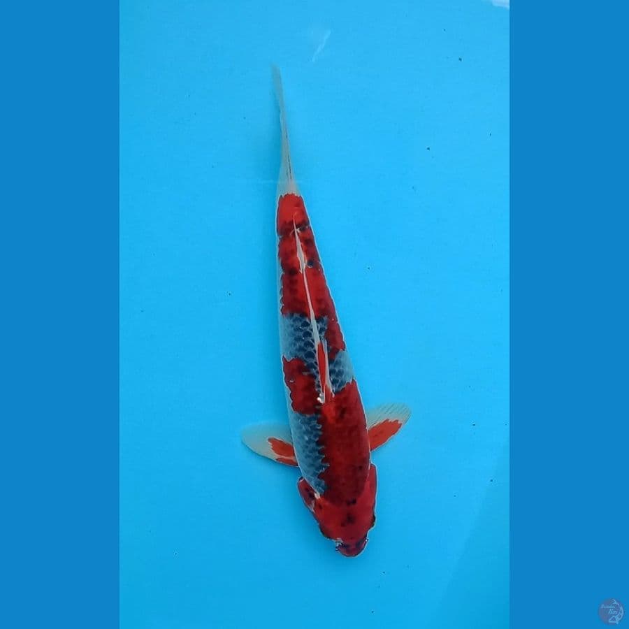 Red Goshiki