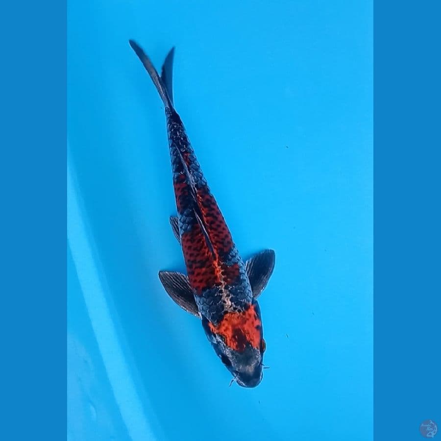 Kogane Ochiba