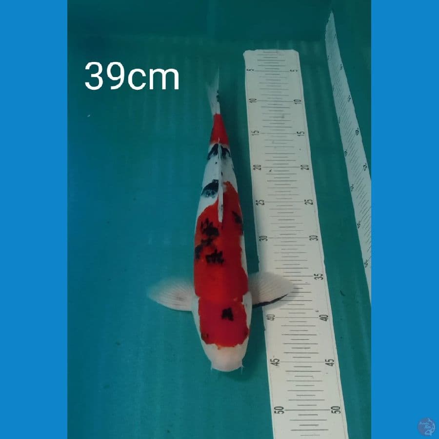 sanke 39cm