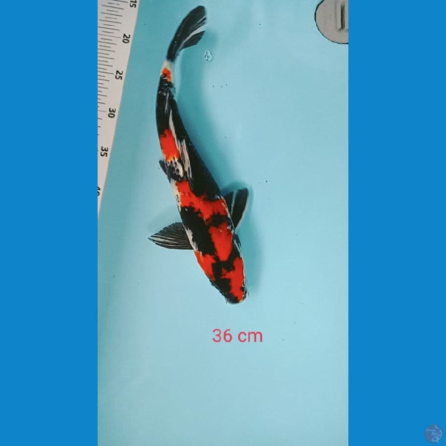 showa 36 cm