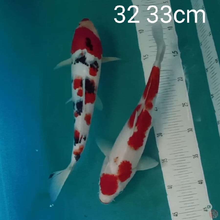kohaku sanke 32 33cm