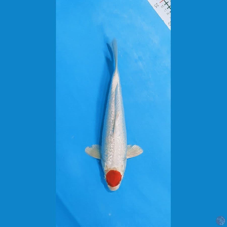 thanco hikari gindrind 32cm/male