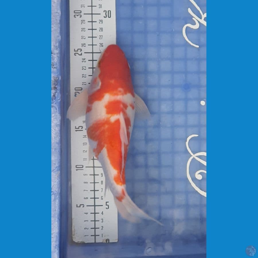 Tamasaba 27cm