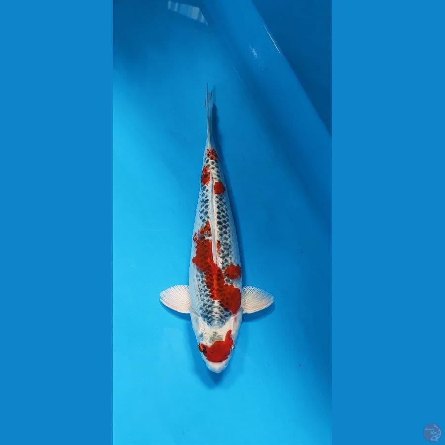 kujaku merah 34cm/male