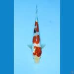 Tategoi 25cm