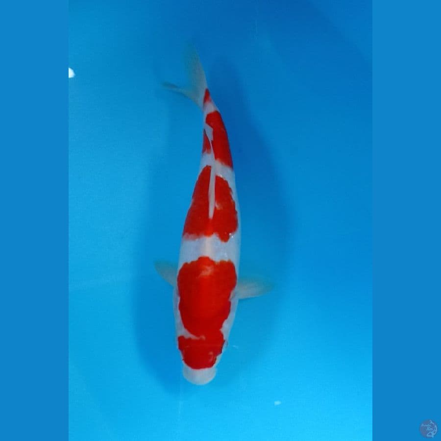kohaku 28cm