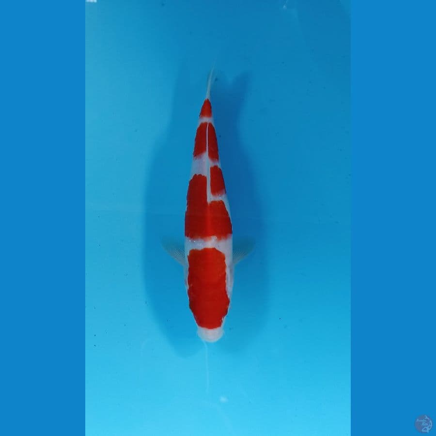 kohaku 22cm