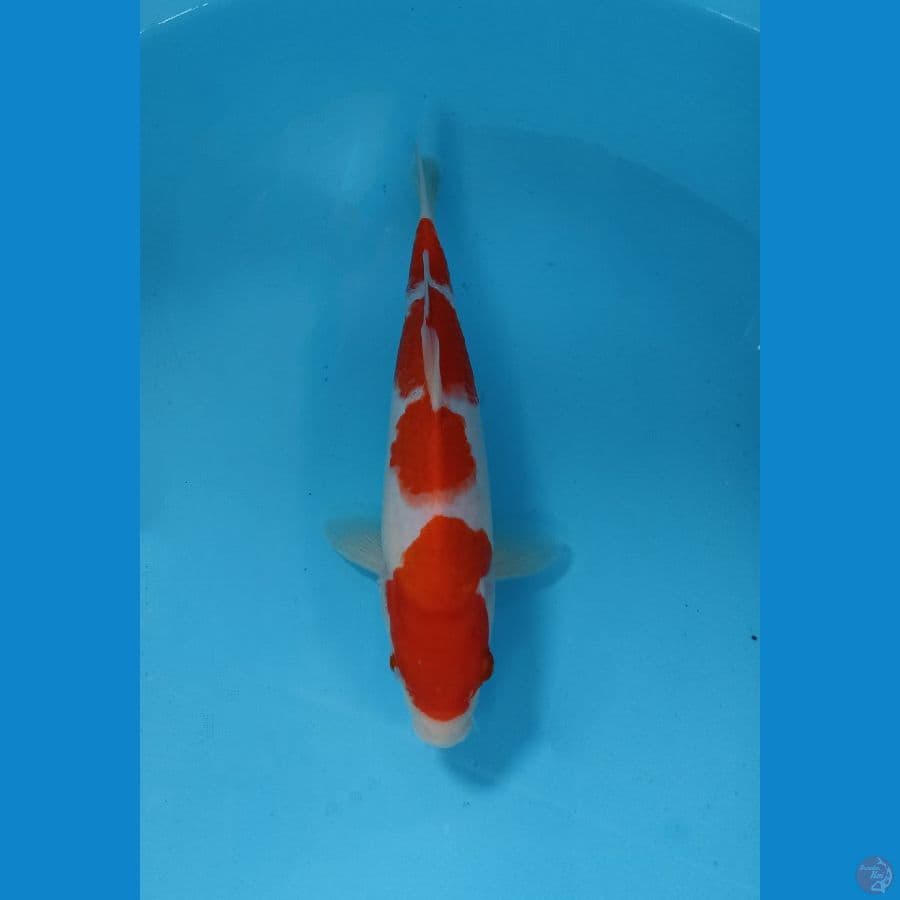 kohaku 25cm
