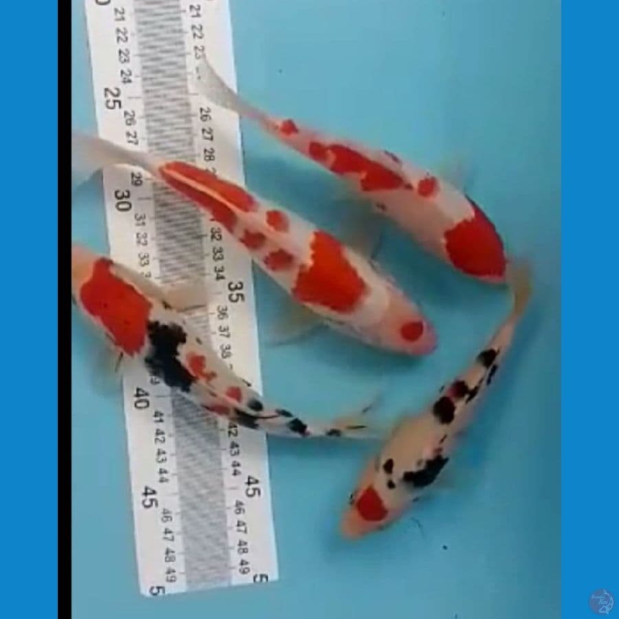 mix kohaku sanke 15 20cm