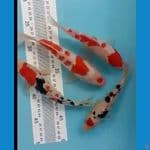 mix kohaku sanke 15 20cm