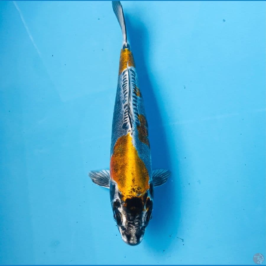 kikokuryu, 22 cm