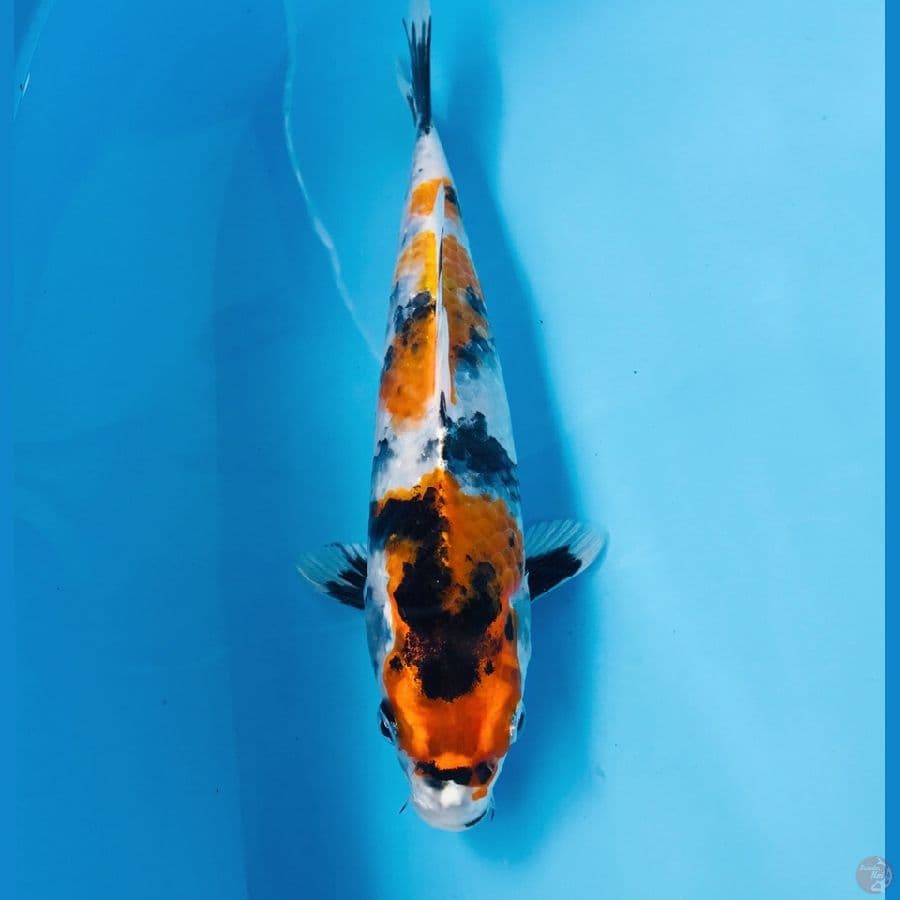 showa hikari, 23 cm