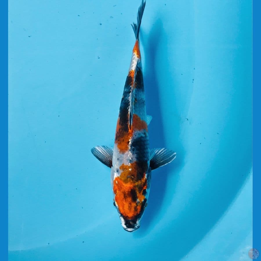 showa hikari, 18 cm
