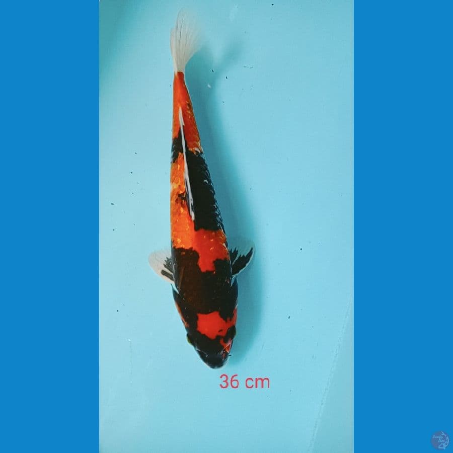 showa 36 cm