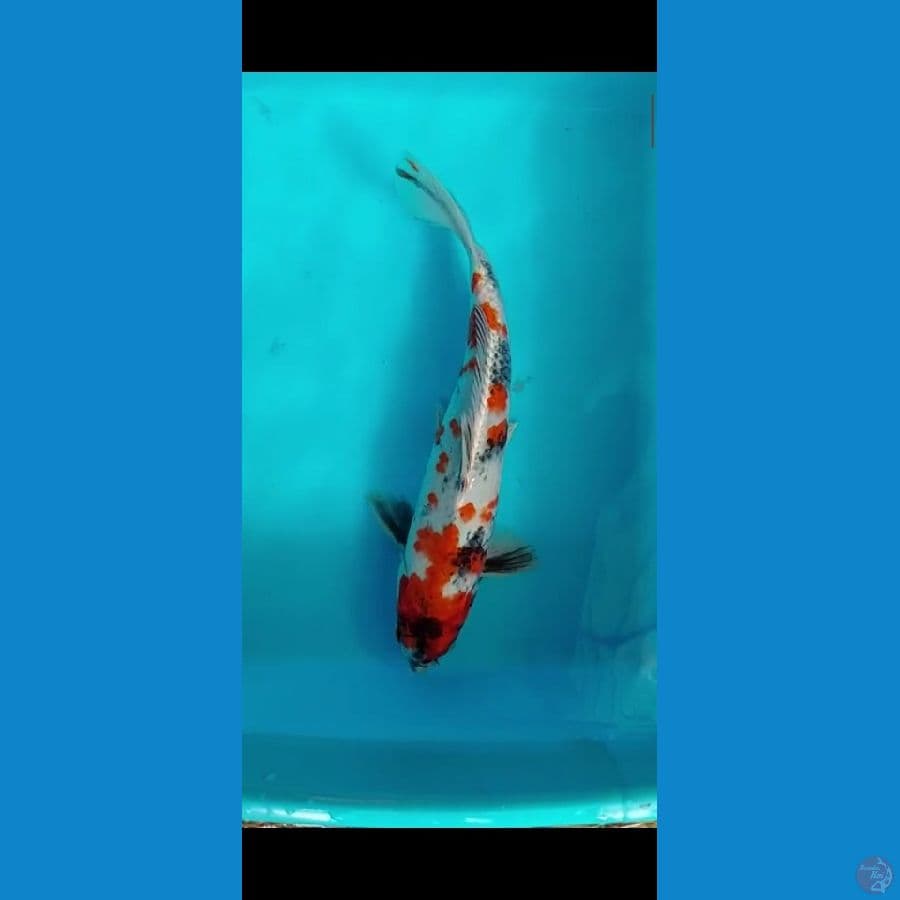 showa 30 cm