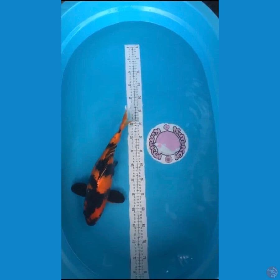 45cm utsuri
