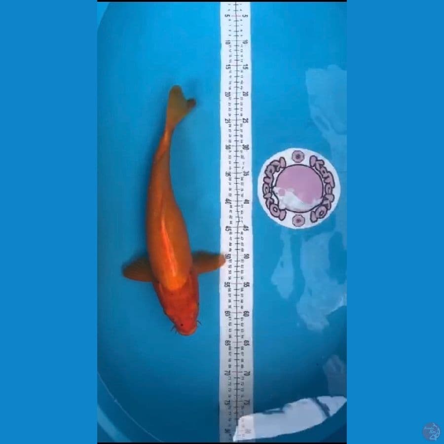 45cm karasi