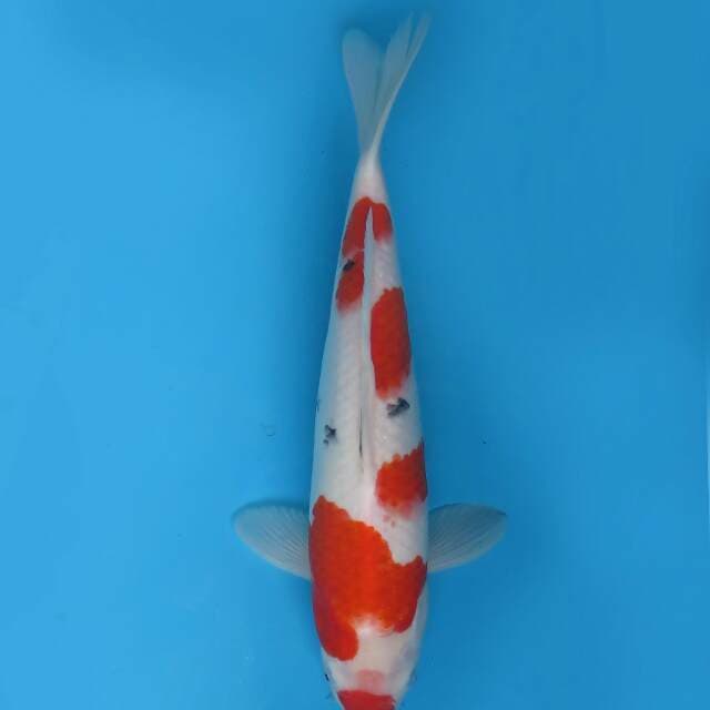 Sanke 36cm