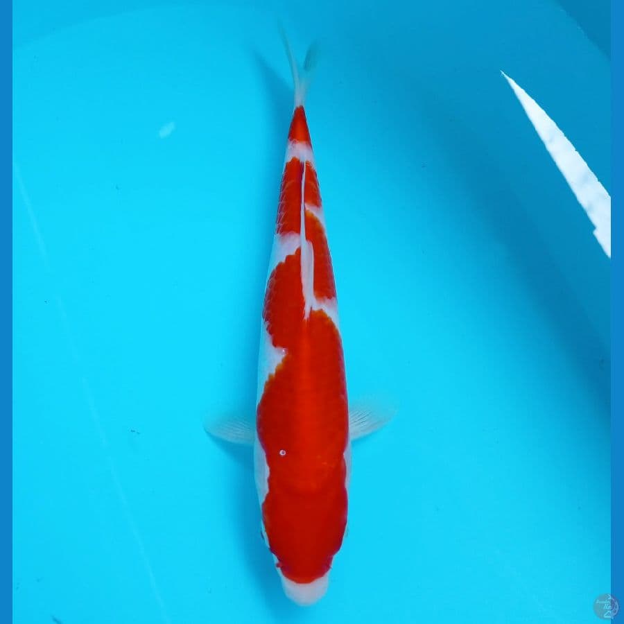 inazuma 23cm