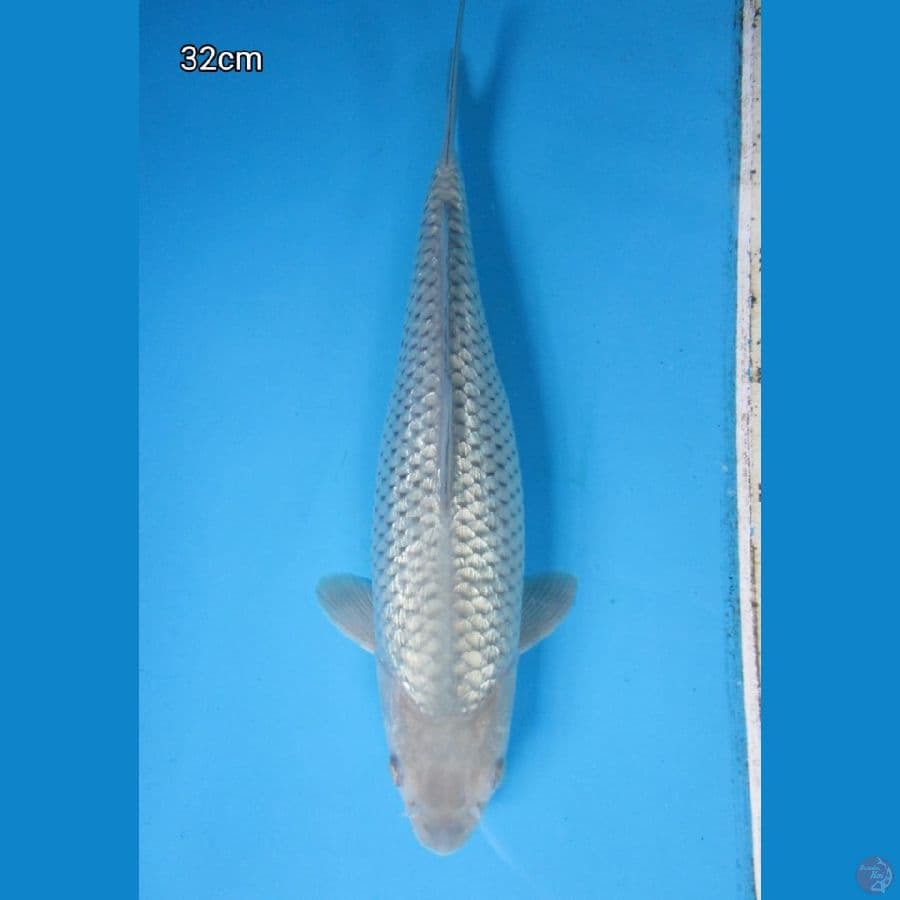 Soragoi 32cm