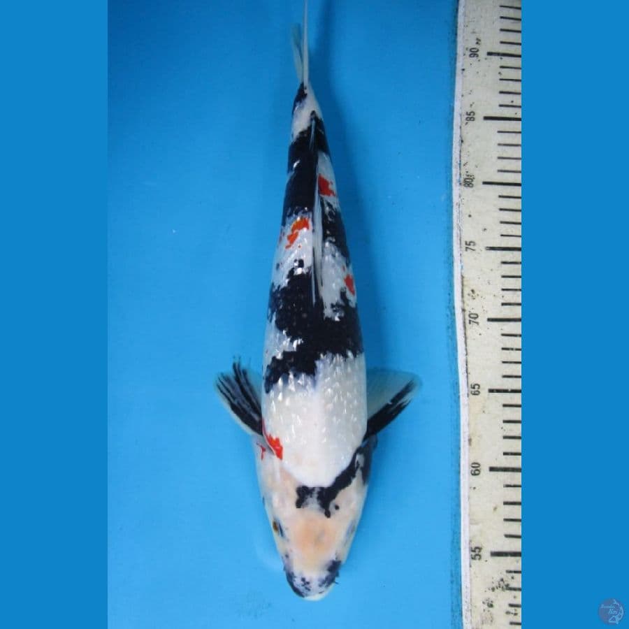 Shiro Kanoko 40cm