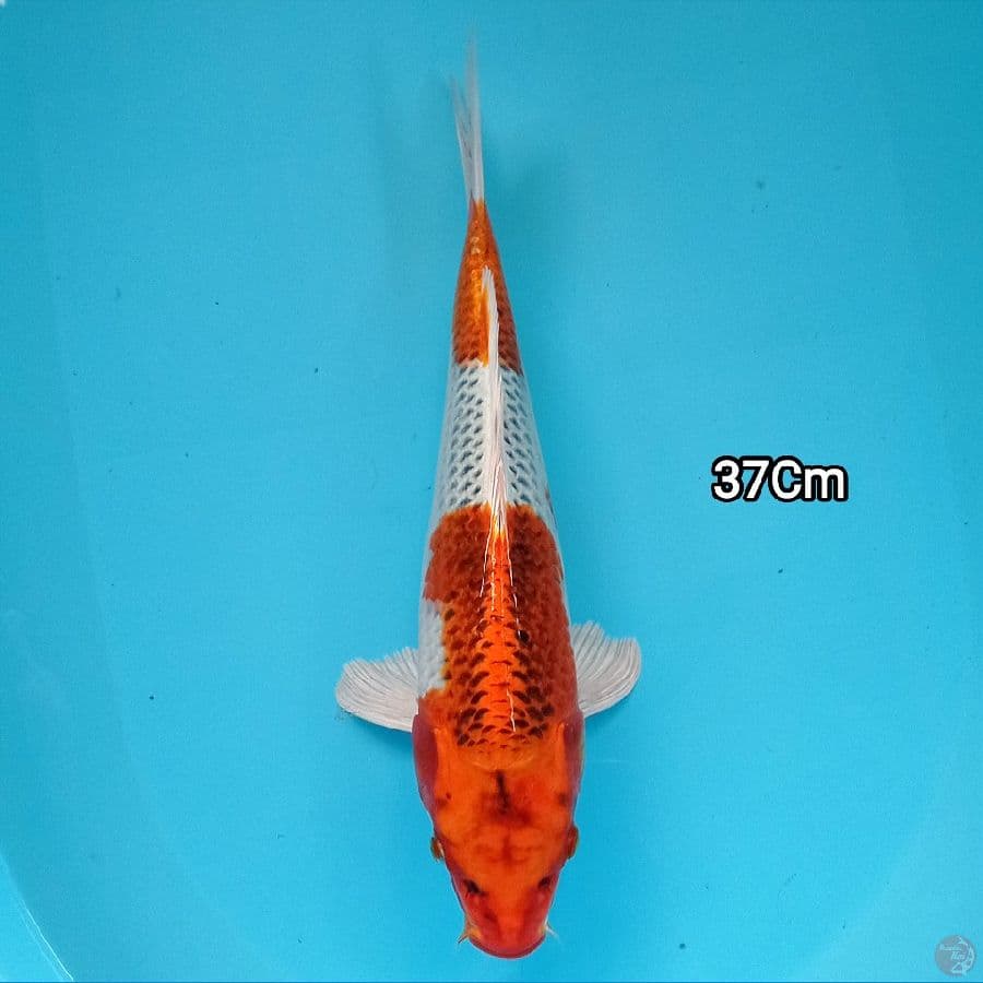 Kujaku 37 cm