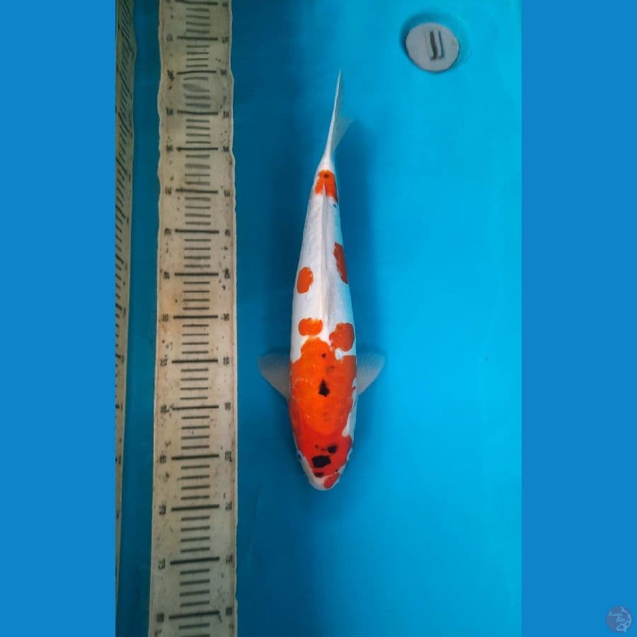 Goshiki aragoke 45cm Male