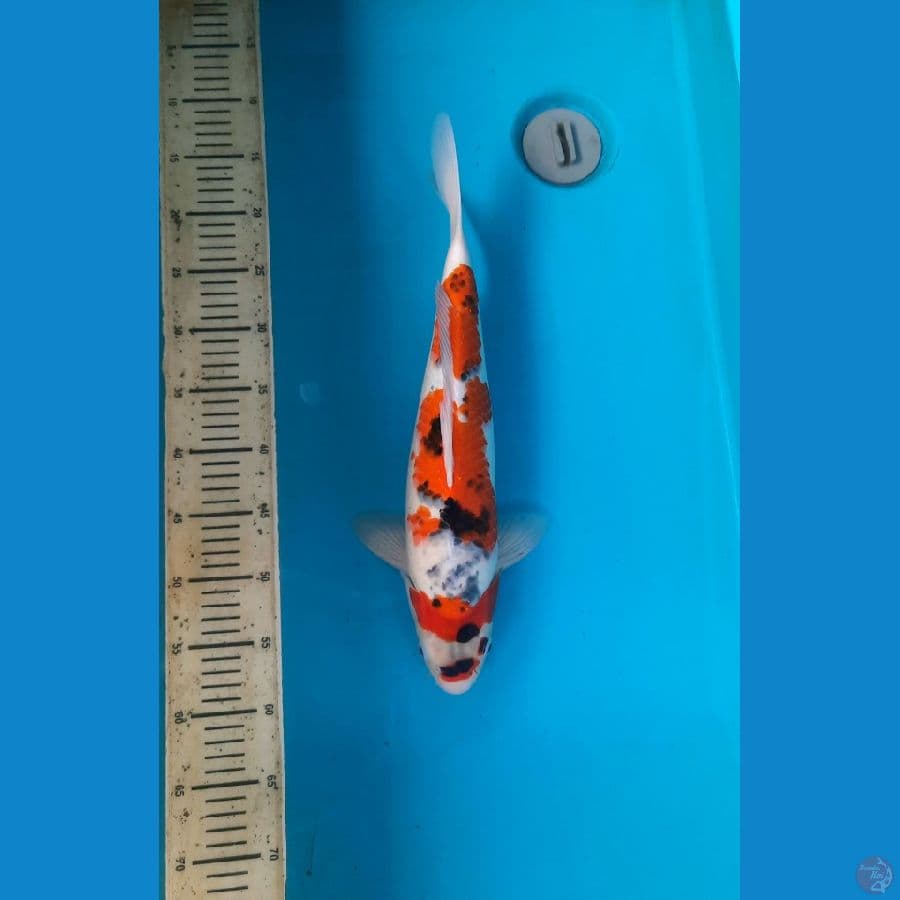 Goshiki 44cm Male